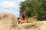 BERGER ALLEMAND 296